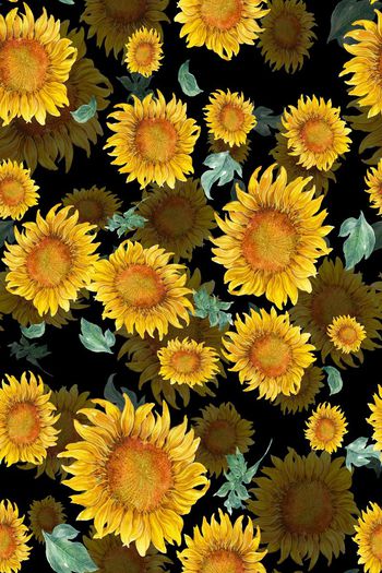 676447-太阳花阴影黑