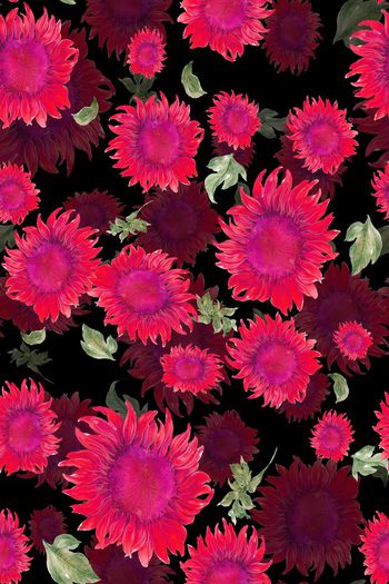 676450-太阳花阴影紫