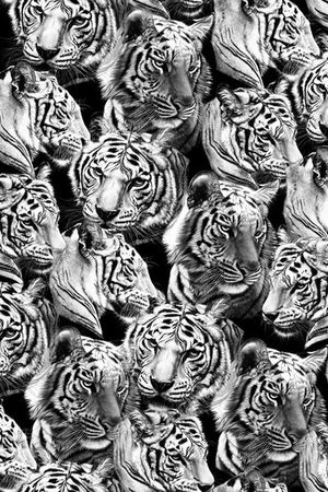 动物印花华亿平台图片