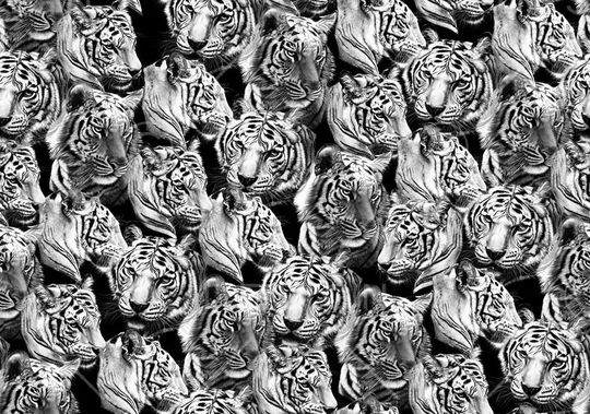 动物印花华亿平台图片