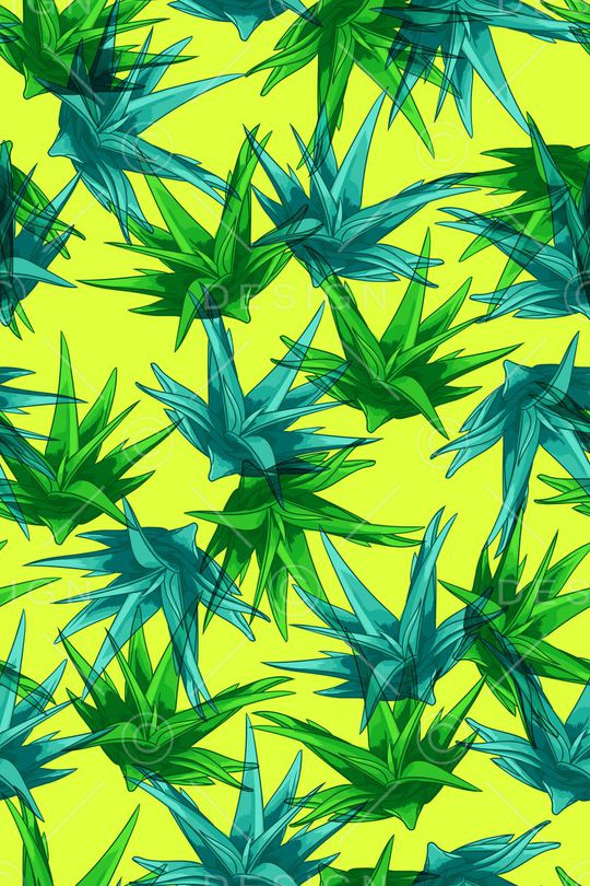 多肉植物印花华亿平台图片