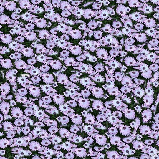 雏菊印花华亿平台图片