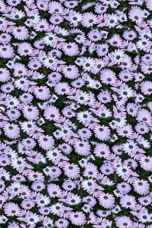 雏菊印花华亿平台图片