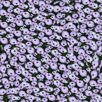 677539-密集小榄菊