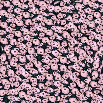 677540-密集小榄菊粉