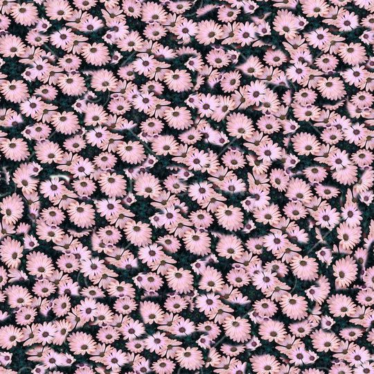 雏菊印花华亿平台图片