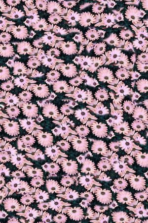 雏菊印花华亿平台图片