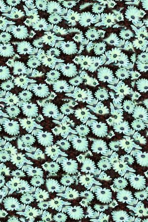 雏菊印花华亿平台图片