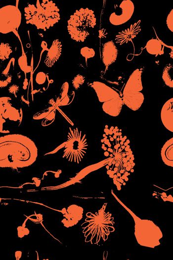 678346-花卉艺术剪影2