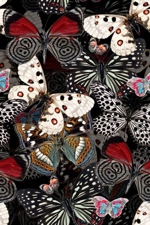 蝴蝶印花华亿平台图片