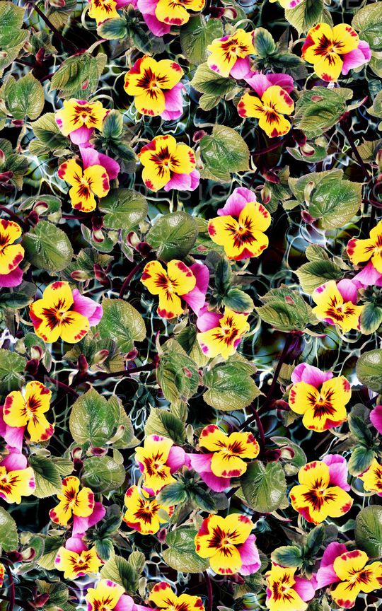 三色堇印花华亿平台图片