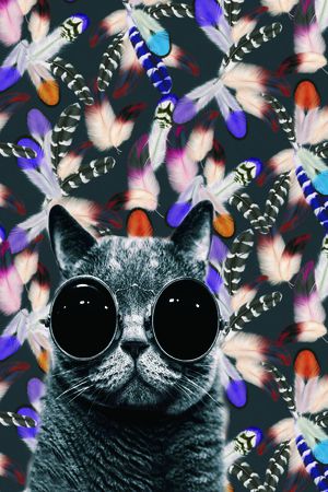 猫印花华亿平台图片