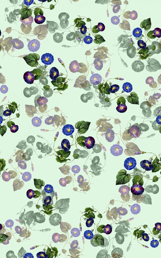 花卉牵牛花印花华亿平台图片