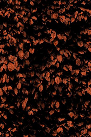 679772-树叶创意3