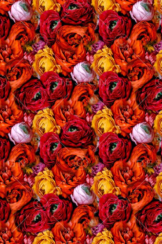 玫瑰印花华亿平台图片