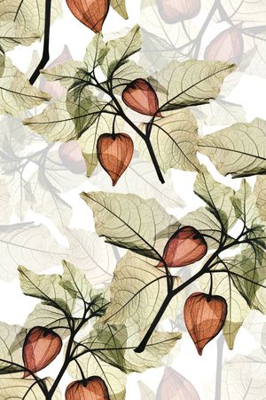 大花印花华亿平台图片