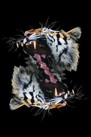 动物印花华亿平台图片