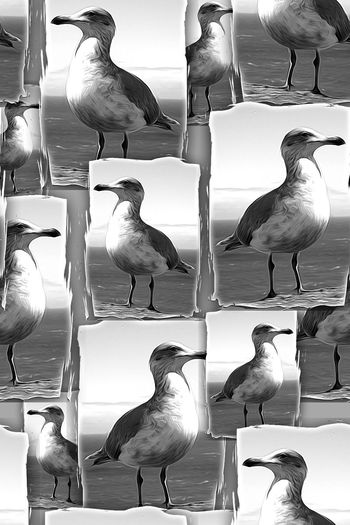 鸟印花华亿平台图片