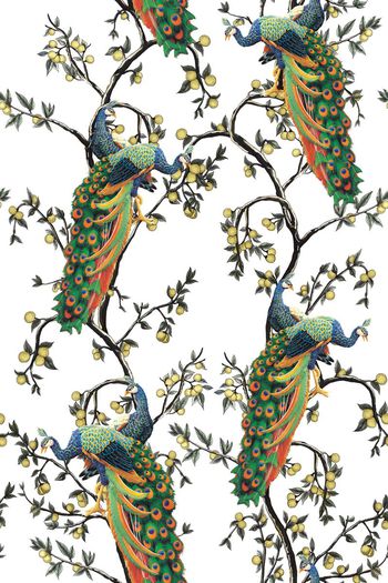 686457-杜嘉班纳孔雀