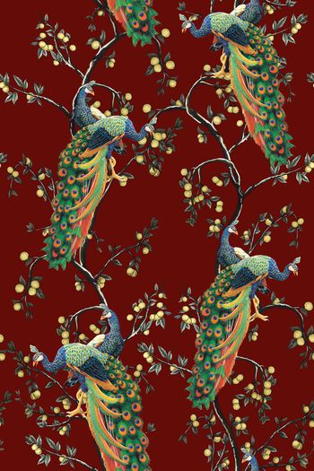 686458-杜嘉班纳孔雀1