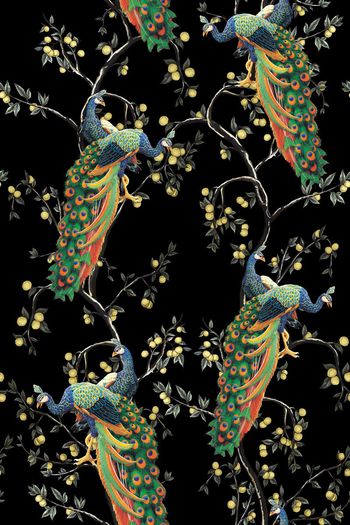 686459-杜嘉班纳孔雀2