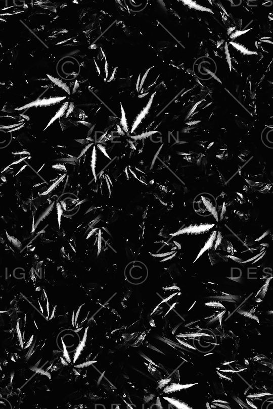 男装印花华亿平台图片