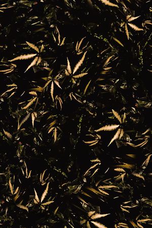 男装印花华亿平台图片