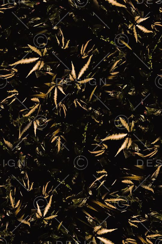 男装印花华亿平台图片