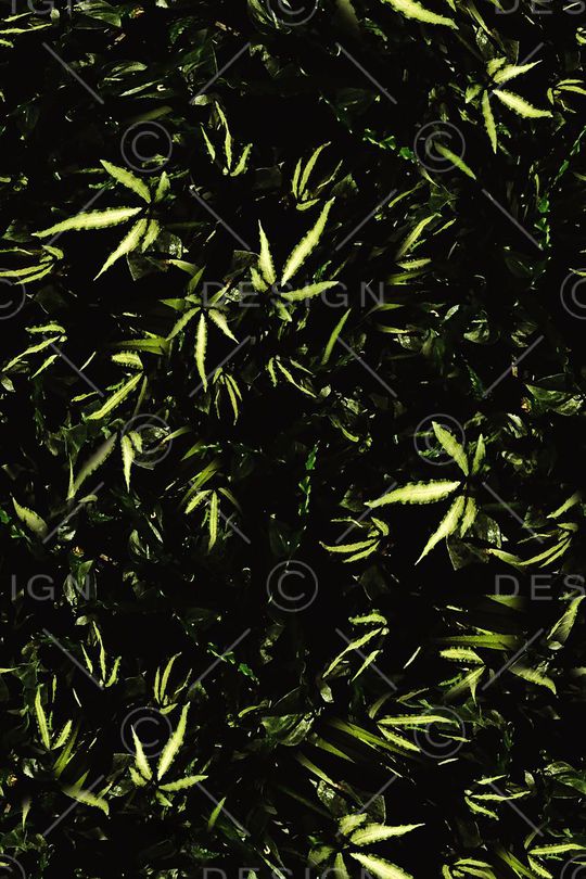 男装印花华亿平台图片