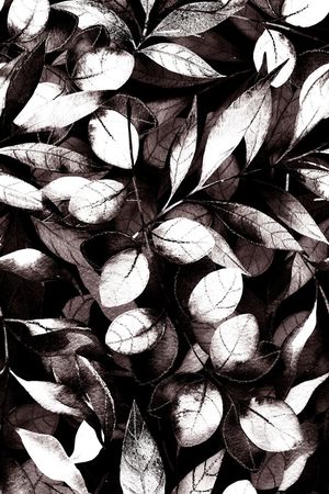 植物印花华亿平台图片