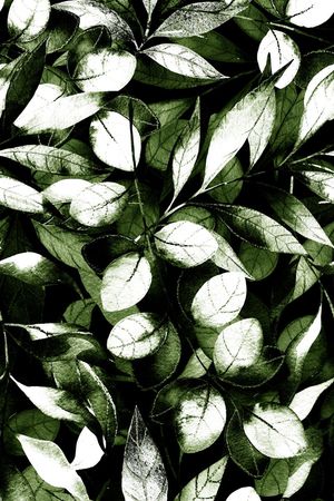 植物印花华亿平台图片