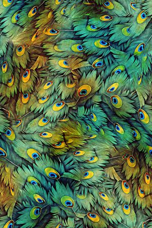 孔雀羽毛印花华亿平台图片