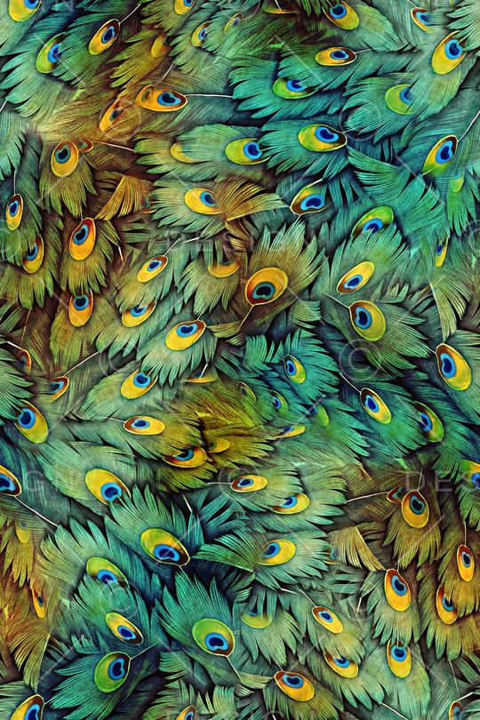 孔雀羽毛印花华亿平台图片