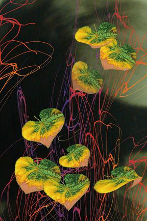 梦幻印花华亿平台图片