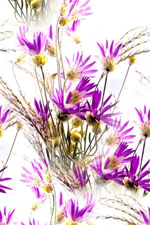 雏菊印花华亿平台图片