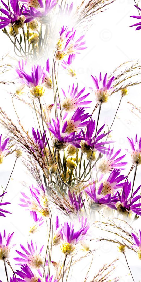 雏菊印花华亿平台图片