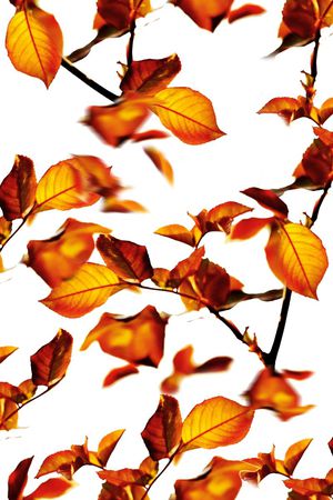 大花印花华亿平台图片