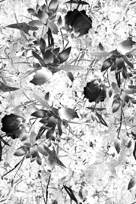 荷花印花华亿平台图片