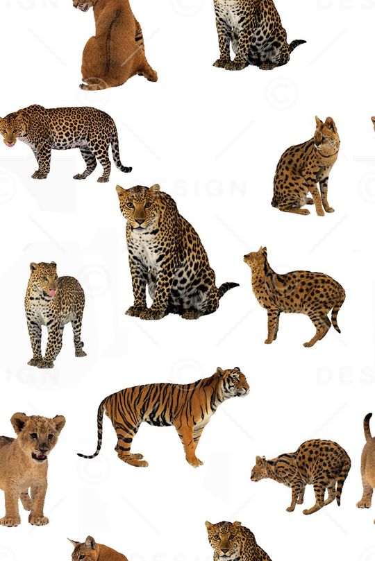 豹纹印花华亿平台图片