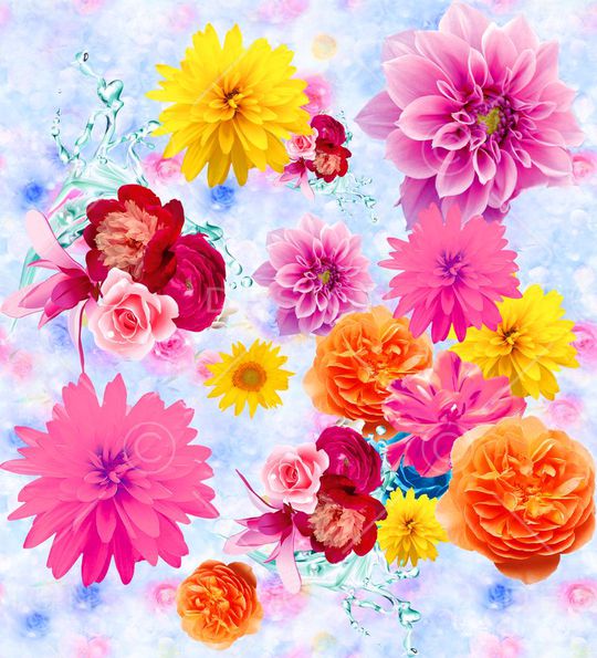 菊花印花华亿平台图片