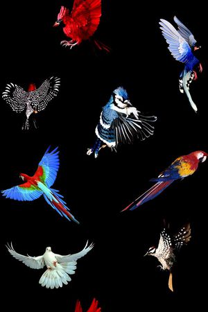 鹦鹉印花华亿平台图片