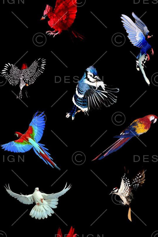 鹦鹉印花华亿平台图片