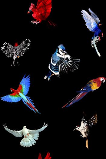 鹦鹉印花华亿平台图片