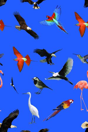 鹦鹉印花华亿平台图片