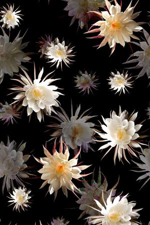 花朵印花华亿平台图片