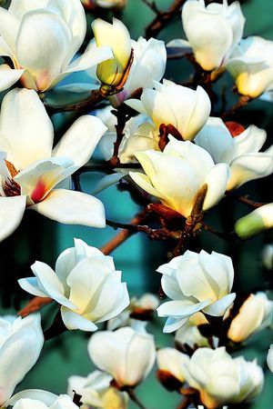 乱花印花华亿平台图片