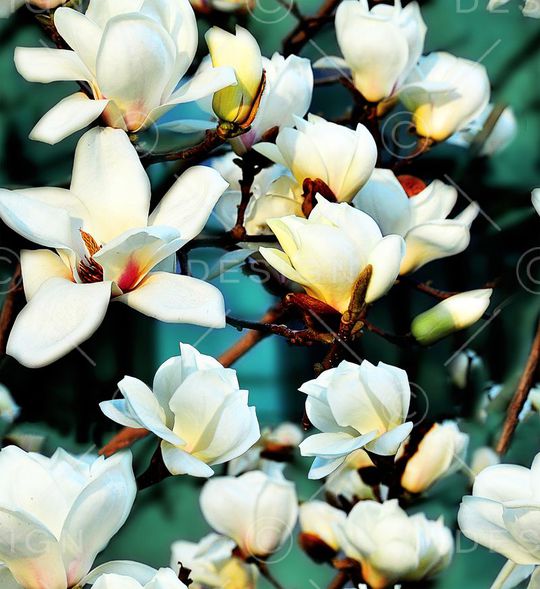 乱花印花华亿平台图片