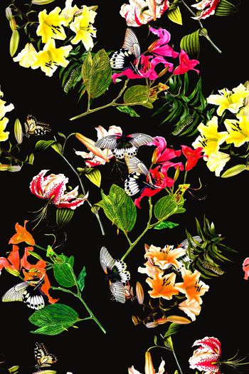 692408-2016-8-15花卉 蝴蝶1