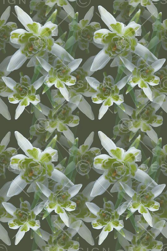 花卉写真印花华亿平台图片