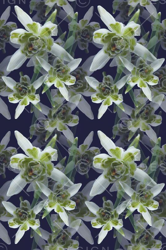 花卉写真印花华亿平台图片